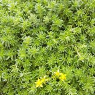 セダム モリムラマンネングサ 多肉植物 Hellebo 赤間のその他の中古あげます 譲ります ジモティーで不用品の処分 セダム モリムラマンネングサ 多肉植物 Hellebo 赤間のその他の中古あげます 譲ります ジモティーで不用品の処分