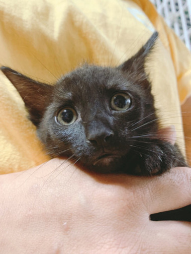 No 33 うっすら虎柄の黒猫 あわねこ保育園 徳島の猫の里親募集 ジモティー No 33 うっすら虎柄の黒猫 あわねこ保育園 徳島の猫の里親募集 ジモティー