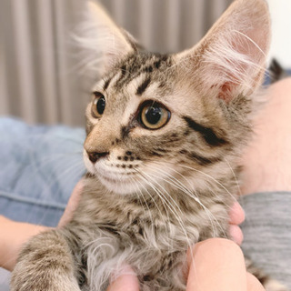 No.4キジトラ長毛のイケニャンくん − 徳島県