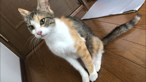 ベタ慣れ甘えん坊 三毛猫メス迷い猫里親募集 くめ 姫路の猫の里親募集 ジモティー ベタ慣れ甘えん坊 三毛猫メス迷い猫里親募集 くめ 姫路の猫の里親募集 ジモティー