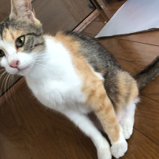 ベタ慣れ甘えん坊 三毛猫メス迷い猫里親募集 くめ 姫路の猫の里親募集 ジモティー
