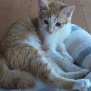 子猫(メス4ヶ月)の里親さまを探しています − 和歌山県