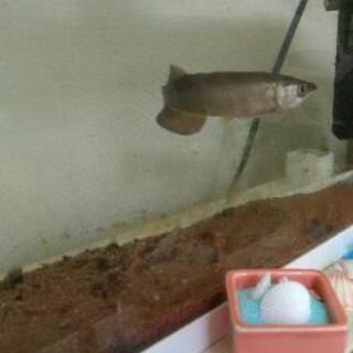 アロワナ(ノーザンバラムンディー)