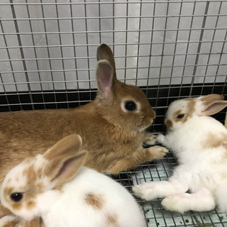 うさぎ  赤ちゃん − 大阪府