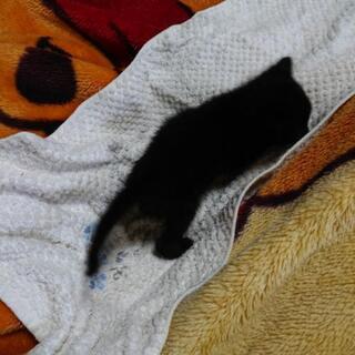 黒い子猫の里親募集の画像