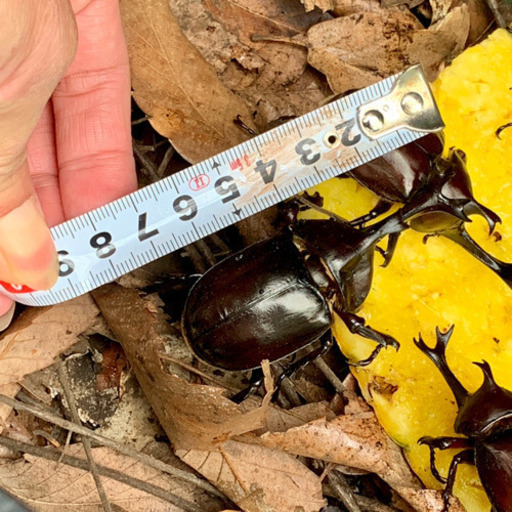 まだまだたくさんいます 天然カブトムシ カブトムシ オス メス 100匹以上 みんみん 三ツ境のその他の中古あげます 譲ります ジモティーで不用品の処分