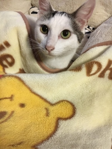 4キロの成猫です 女の子 シェイク みー 古高松の猫の里親募集 ジモティー 4キロの成猫です 女の子 シェイク みー 古高松の猫の里親募集 ジモティー
