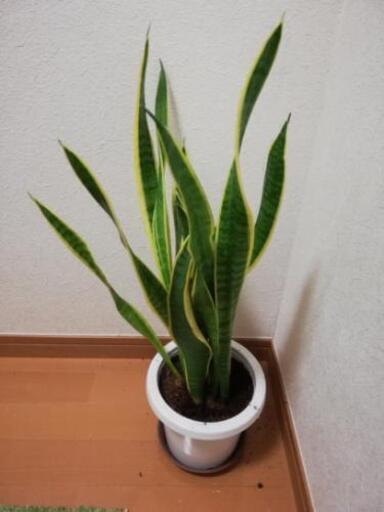観葉植物 6点 譲ります