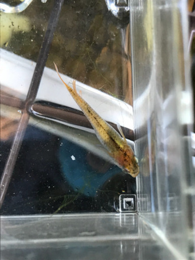 三色透明燐メダカ 光体型 黄金系三色メダカ 卵個 信濃メダカ 船橋のその他の中古あげます 譲ります ジモティーで不用品の処分