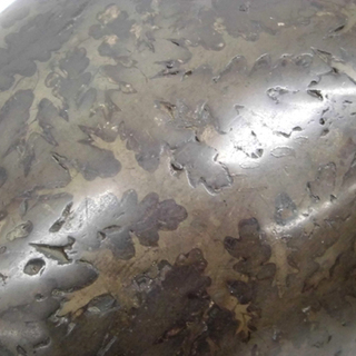 アンモナイト化石 大型 幅35cm 縫合線もはっきり！！ 化石 置物 札幌市