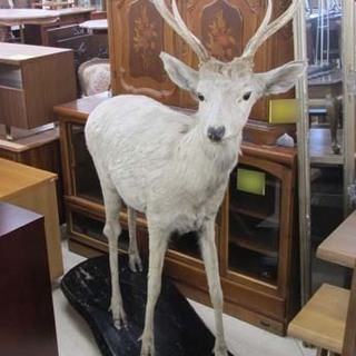 牡鹿 全身 観賞用インテリア シカ 札幌市西区西野 牡鹿 全身 観賞用インテリア シカ 札幌市西区西野