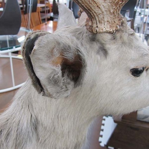 牡鹿 全身 観賞用インテリア シカ 札幌市西区西野