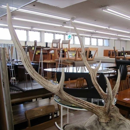 牡鹿 全身 観賞用インテリア シカ 札幌市西区西野