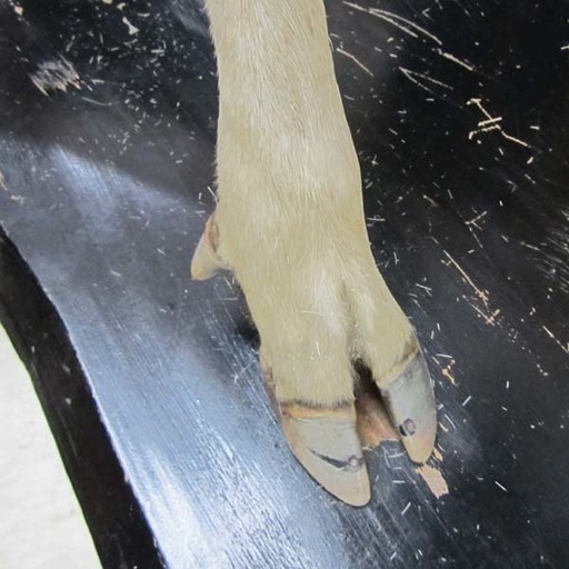 牡鹿 全身 観賞用インテリア シカ 札幌市西区西野