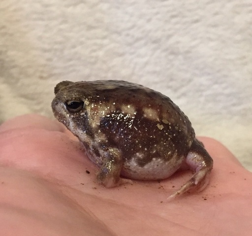 アメフクラガエル