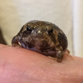 アメフクラガエル