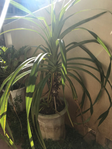 トゲなしタコの木 観葉植物 Coco 奥武山公園のその他の中古あげます 譲ります ジモティーで不用品の処分 トゲなしタコの木 観葉植物 Coco 奥武山公園のその他の中古あげます 譲ります ジモティーで不用品の処分
