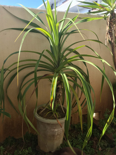 トゲなしタコの木 観葉植物 Coco 奥武山公園のその他の中古あげます 譲ります ジモティーで不用品の処分