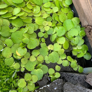 【無農薬】ドワーフアマゾンフロッグピット 水草 浮草 めだか メ...