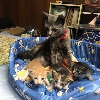 生後１カ月半の子猫3匹