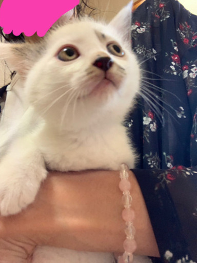 かわいい子猫の里親募集中 Momo 桐生の猫の里親募集 ジモティー かわいい子猫の里親募集中 Momo 桐生の猫の里親募集 ジモティー