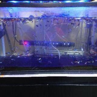 水槽フルセット譲ります 価格 水槽セット数変更 渚 豊田のその他の中古あげます 譲ります ジモティーで不用品の処分