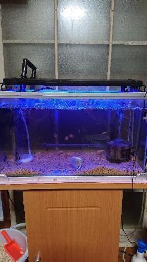 水槽フルセット譲ります 価格 水槽セット数変更 渚 豊田のその他の中古あげます 譲ります ジモティーで不用品の処分 水槽フルセット譲ります 価格 水槽セット数変更 渚 豊田のその他の中古あげます 譲ります ジモティーで不用品の処分