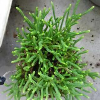 クラッスラ若緑多肉植物 オムツイス 新町のその他の中古あげます 譲ります ジモティーで不用品の処分 クラッスラ若緑多肉植物 オムツイス 新町のその他の中古あげます 譲ります ジモティーで不用品の処分