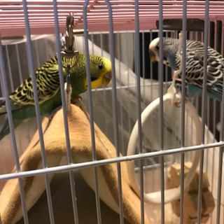 セキセイインコ オス、メス