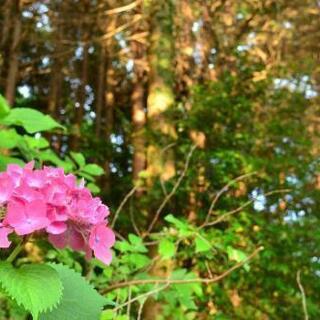 d5100ダブルズームキット