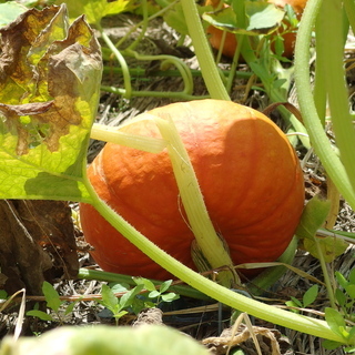 かぼちゃ　２品種　ロロン　赤色かぼちゃ　無農薬　露地栽培