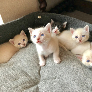 可愛いすぎる子猫たち【生後1ヶ月】 - 箕面市