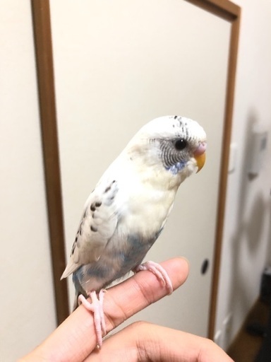 セキセイインコ2匹です Ephe 三田のその他の里親募集 ジモティー