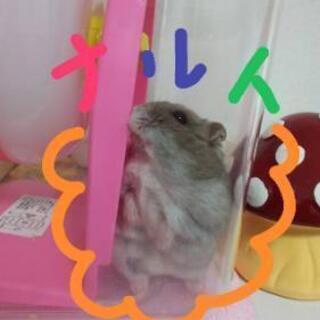 至急‼️ハムスター🐹の里親募集です