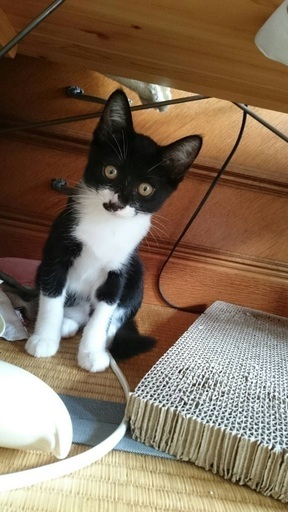 はっちゃん もっちゃんエコな姉妹3ヶ月 マルチンmbru 京成立石の猫の里親募集 ジモティー はっちゃん もっちゃんエコな姉妹3ヶ月 マルチンmbru 京成立石の猫の里親募集 ジモティー
