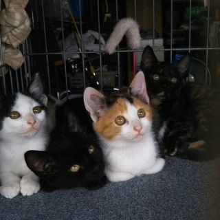 可愛子猫4匹姉妹三毛猫親猫も募集 - 猫