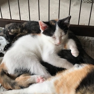 可愛子猫4匹姉妹三毛猫親猫も募集 − 富山県
