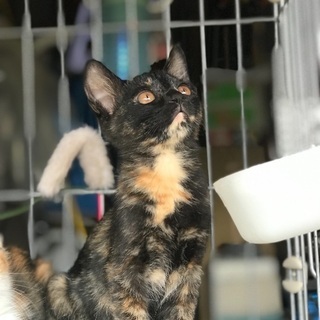 可愛子猫4匹姉妹三毛猫親猫も募集 - 富山市