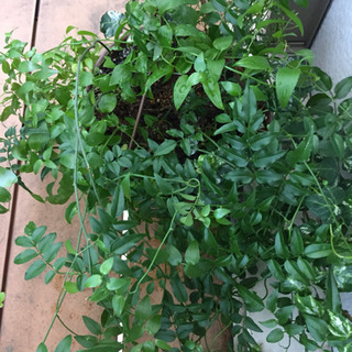 寄せ植えバンキング 決定しました