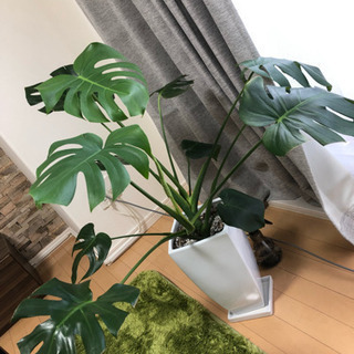 観葉植物 モンステラ