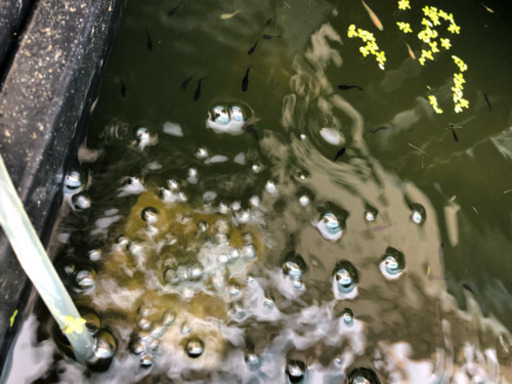 メダカ オロチ 幼魚 8匹 プラス 水草セット めだか アキヒロ 前後のその他の中古あげます 譲ります ジモティーで不用品の処分 メダカ オロチ 幼魚 8匹 プラス 水草セット めだか アキヒロ 前後のその他の中古あげます 譲ります ジモティーで不用品の処分