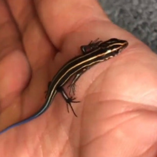 ニホントカゲ 幼体 アキランカ 宇城のその他の中古あげます 譲ります ジモティーで不用品の処分 ニホントカゲ 幼体 アキランカ 宇城のその他の中古あげます 譲ります ジモティーで不用品の処分