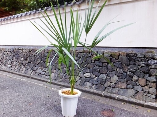 (引き取り決まりました)観葉植物　サバルヤシ　室外冬越し～耐寒性～非常に強い掌状ヤシ