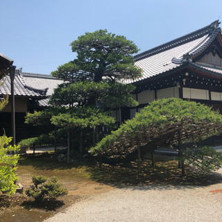 空師、高木剪定やロープクライミング、植木の仕事に興味ある方 - アルバイト