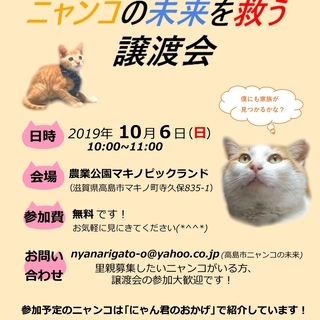 保護猫の譲渡会