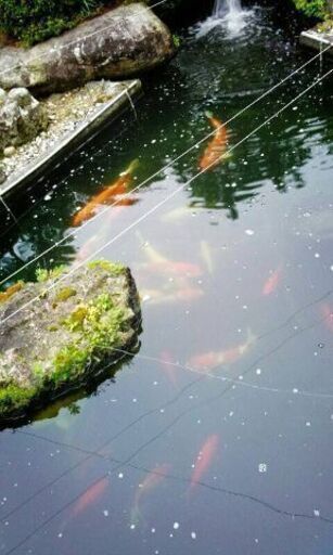 錦鯉、真鯉、金魚