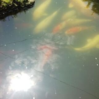 錦鯉、真鯉、金魚
