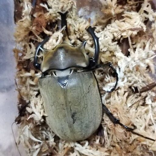 エレファスゾウカブト　ペア+1♀