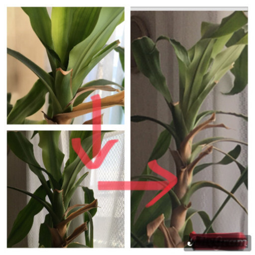 大きい観葉植物 Asataka 岐阜のその他の中古あげます 譲ります ジモティーで不用品の処分