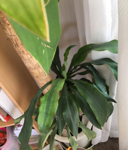 大きい観葉植物 Asataka 岐阜のその他の中古あげます 譲ります ジモティーで不用品の処分